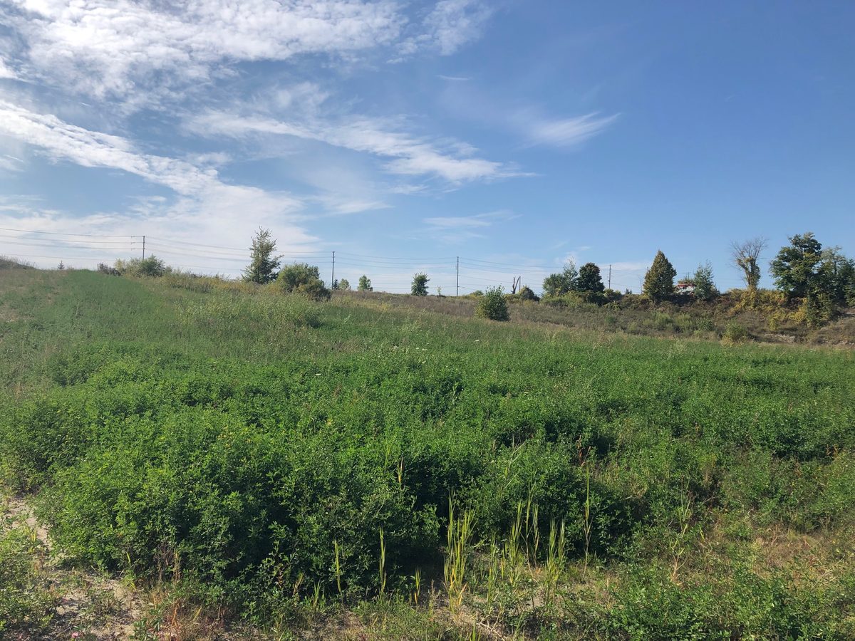 Naturalized meadow on a former pit