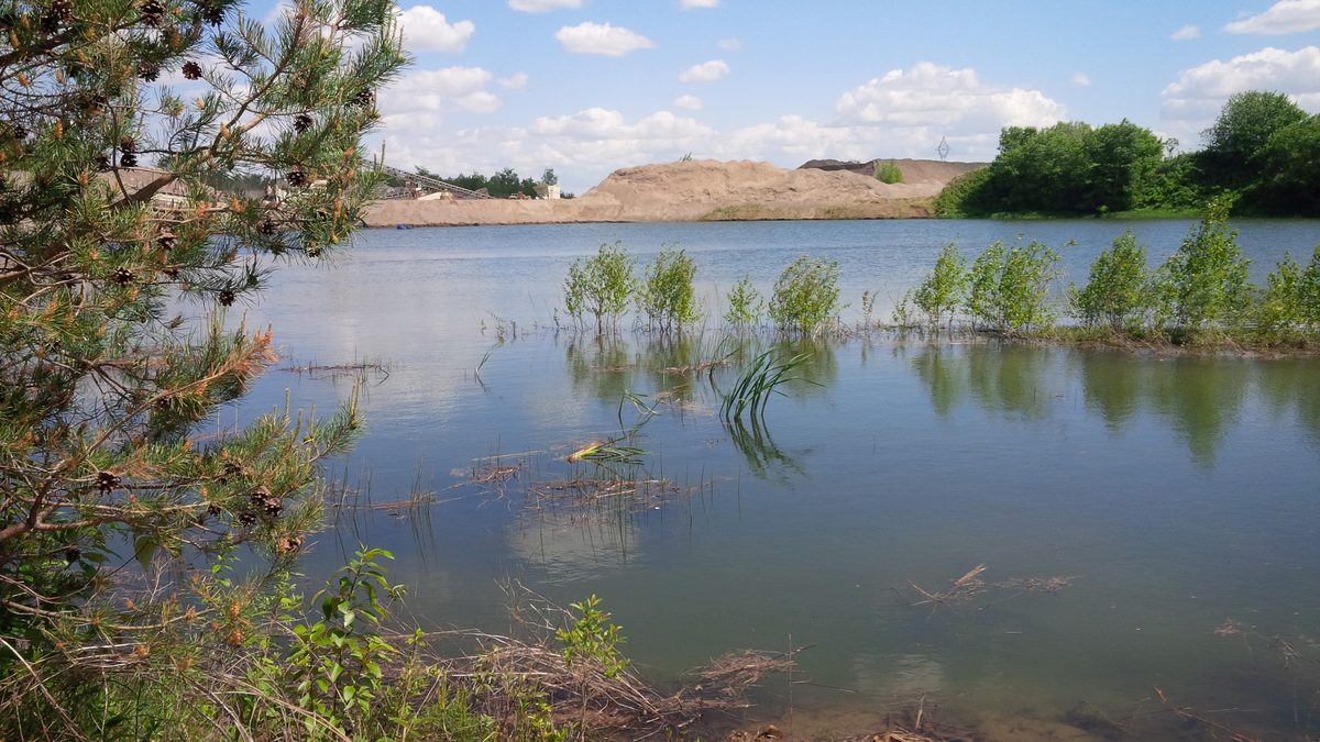 Rehabilitated pond edge with new plantings